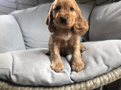 Cocker Spaniel Puppy in Newbliss – Vet Checked