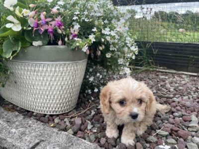 Cavachon Puppies for Sale in Limerick