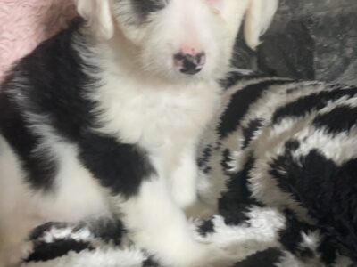 Old English x Bearded Collie Puppies in Thurles