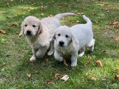 Golden Retriever Puppies for Sale in Tipperary