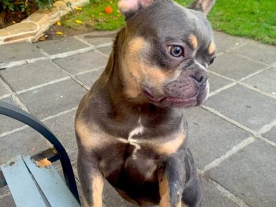 French Bulldogs in Ratoath – Friendly Companions