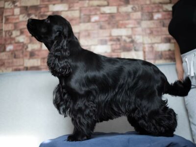 Cocker Spaniel for Stud in Chapelizod