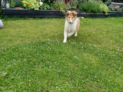 Rough Collie Pups for Sale in Mayo – IKC Registered