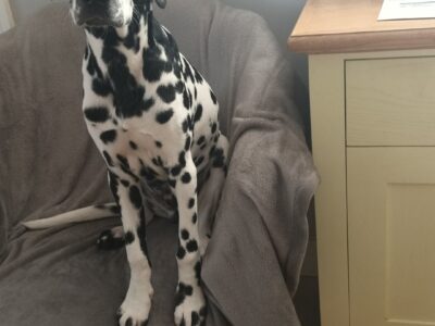 Dalmatian Puppy for Sale in Boyle – Energetic Playmate