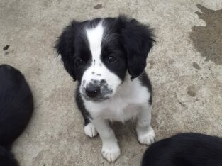 5 Beautiful Collie/Spaniel pups for sale