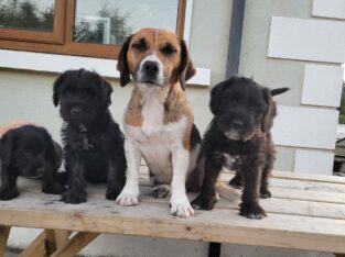 Kerry Blue x Beagle Puppies