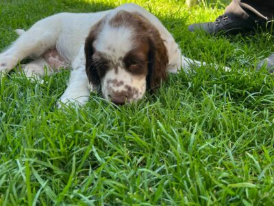 Springer Spaniel Puppies for Sale in Dundalk