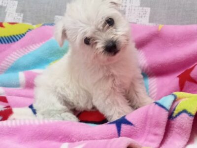 Maltese Puppies for Sale in V42 – Adorable!