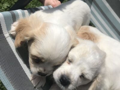 Cavachon Puppies for Sale in Limerick