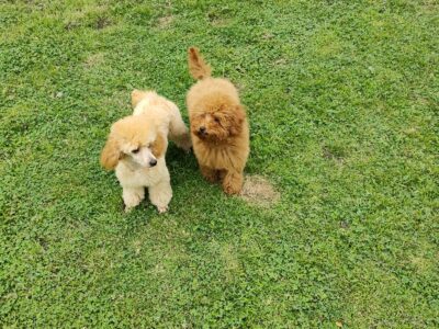 Brown Toy Poodle Puppies for Sale in Coill Dubh