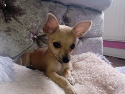 Chihuahua Puppy for Sale in Tubbercurry
