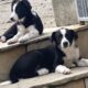 Sheep Dog Pups For Sale