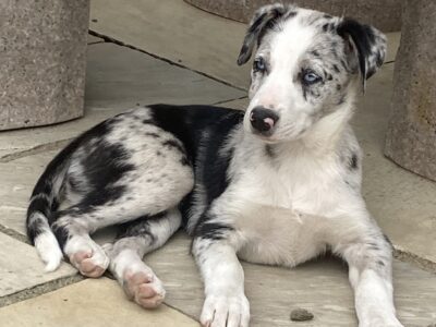 Friendly Sheepdog Puppies for Sale in Gorey