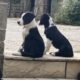 Sheep Dog Pups For Sale