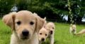 Stunning IKC Golden Retriever Pups for sale