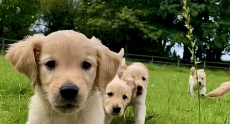 Stunning IKC Golden Retriever Pups for sale