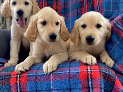 Golden Retrievers in Carlow – IKC Registered