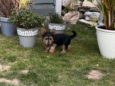 Miniature Yorkshire Terrier Puppies in Midleton