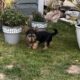 Miniature Yorkshire Terrier For Sale
