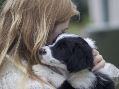 Collie/Westie Puppies for Sale in Gorey