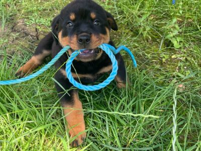 Rottweiler pups for sale in Westmeath – IKC Reg