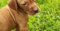 Purebred Hungarian Vizslas Pups for Sale