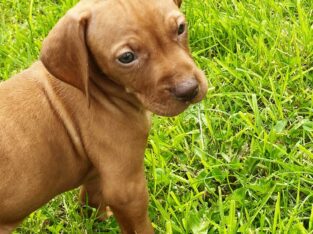 Purebred Hungarian Vizslas Pups for Sale