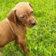 Purebred Hungarian Vizslas Pups for Sale