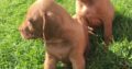 Purebred Hungarian Vizslas Pups for Sale