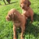 Purebred Hungarian Vizslas Pups for Sale