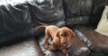 Purebred Hungarian Vizslas Pups for Sale