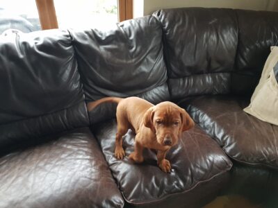 Hungarian Vizsla Puppies for Sale in Mullawnfin
