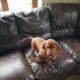 Purebred Hungarian Vizslas Pups for Sale