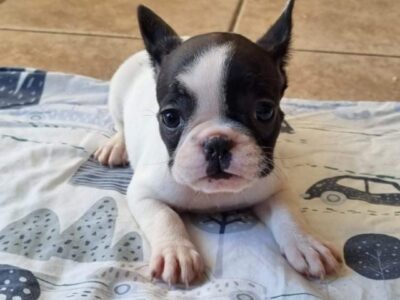 French Bulldog Puppies for Sale in Waterford