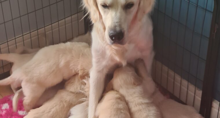 Stunning Ikc Golden Retriever Pups for sale