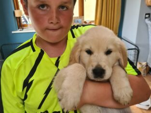 Stunning Ikc Golden Retriever Pups for sale