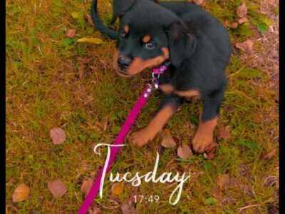 Rottweiler in Tullamore – Affectionate Pup