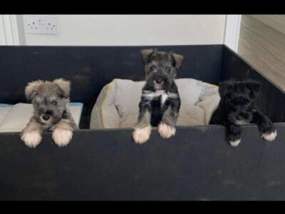 Miniature Schnauzers for Sale in Bandon