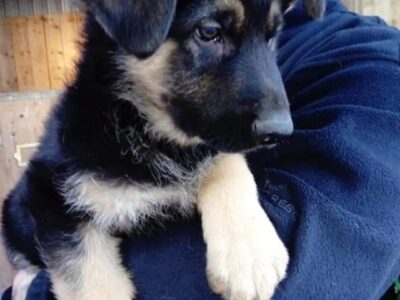 German Shepherd Puppies in Rathangan – IKC Registered