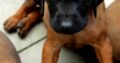 Bavarian Mountain Hound Pups For Sale