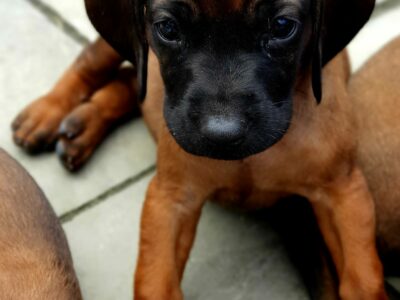 Bavarian Mountain Hound Puppies in Kildare