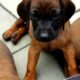 Bavarian Mountain Hound Pups For Sale