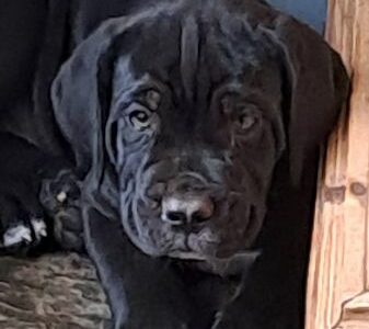 Cane Corso Puppies for Sale in Co. Wicklow