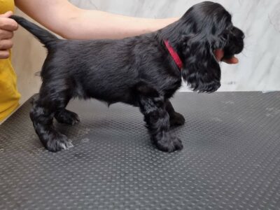Cocker Spaniel Puppies for Sale in Chapelview