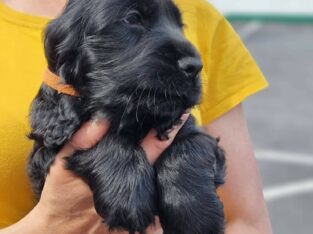 Cocker Spaniel Puppies for Sale