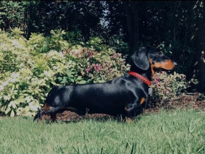 Brown Miniature Dachshund Puppies in Kildare
