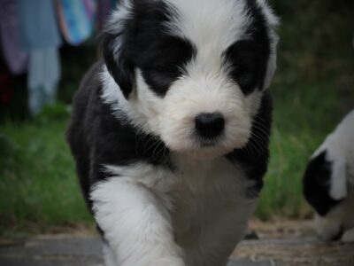 Old English Sheepdog Puppies in Dublin
