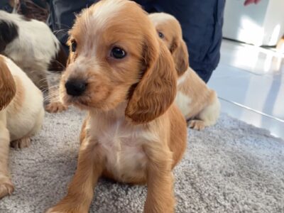 Cocker Spaniel Puppies in Tuam – Family Raised