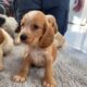 Cocker Spaniel Puppies for Sale