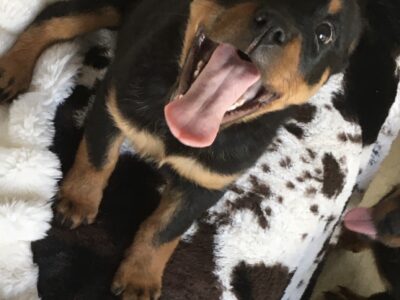 Rottweiler Puppies for Sale in Kerry – Family Raised